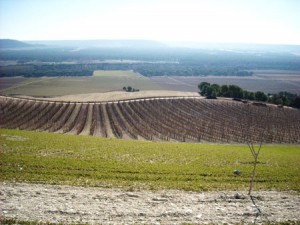 Panorámica de viñedos de Quinta Sardonia. Foto: Terras Gauda.