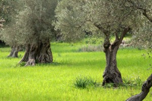 La obtención de un aceite ecológico certificado como tal comienza en el propio olivo. Se evita el uso de productos químicos de síntesis. Foto: CAAE.