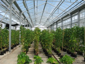 En el invernadero de cristal se trabaja en la mejora vegetal de características organolépticas de diversas variedades agrícolas tradicionales catalanas como la 'mongeta del ganxet', los 'calçots' de Valls o la alcachofa del Prat. 